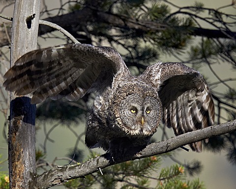 Great gray owl (great grey owl) (Strix nebulosa) adult leaving a perch, Yellowstone National Park, Wyoming, United States of America, North America