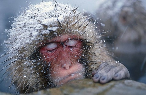 Japanese Macaque sleeping in hot pool, Snowmonkey, Japanese Alps, Japan