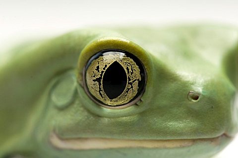 An Argentinian waxy frog (Phyllomedusa sauvagii), Wichita, Kansas, United States of America