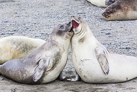 Southern elephant seal (Mirounga leonina) weaner pups, Snow Island, Antarctica, Polar Regions
