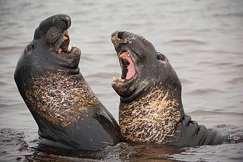 Northern elephant seal young males sparring, Mirounga angustirostris, Ano Nuevo Island, Monterey Bay, California