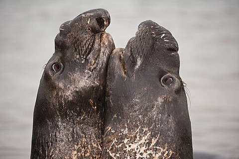 Elephant seals sparring, Mirounga angustirostris, Ano Nuevo Island Reserve, Monterey Bay, California