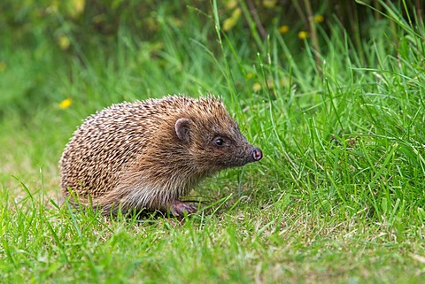 Hedgehog (Erinaceus europaeus), captive, UK, June 2014