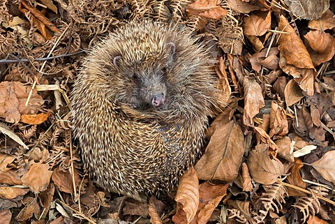 Hedgehog (Erinaceus europaeus)  in autumn leaves, captive, UK, June 2014