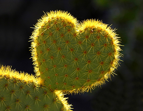 Heart-shaped Cactus (Opuntia)