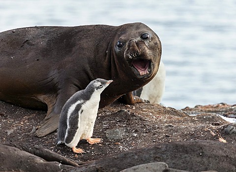 Symbiosis between seal elephant and penguin, Antarctica